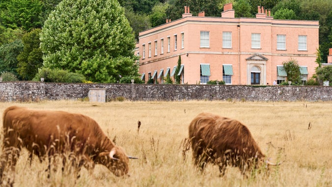 Highland cows grazing in the parkland in front of Killerton House